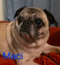 Maci - Photo 1