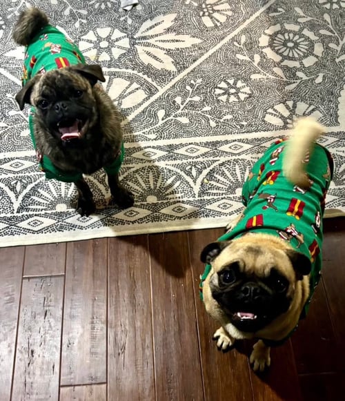 DAPHNE - Pug available for adoption