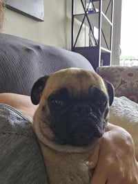 Daphne - Photo 1