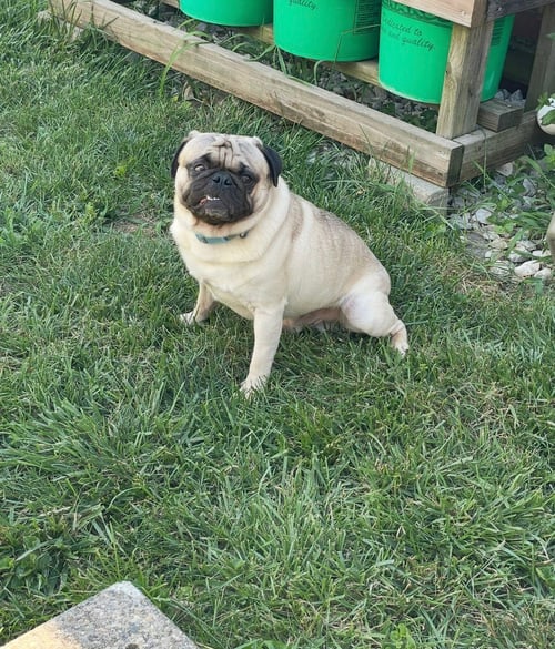 PUMBA