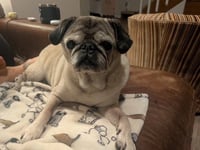 Sophie - Photo 1