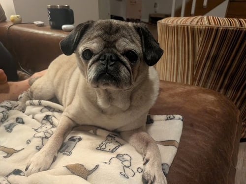 SOPHIE - Pug for adoption in Indianapolis