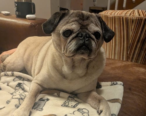 SOPHIE - Pug available for adoption