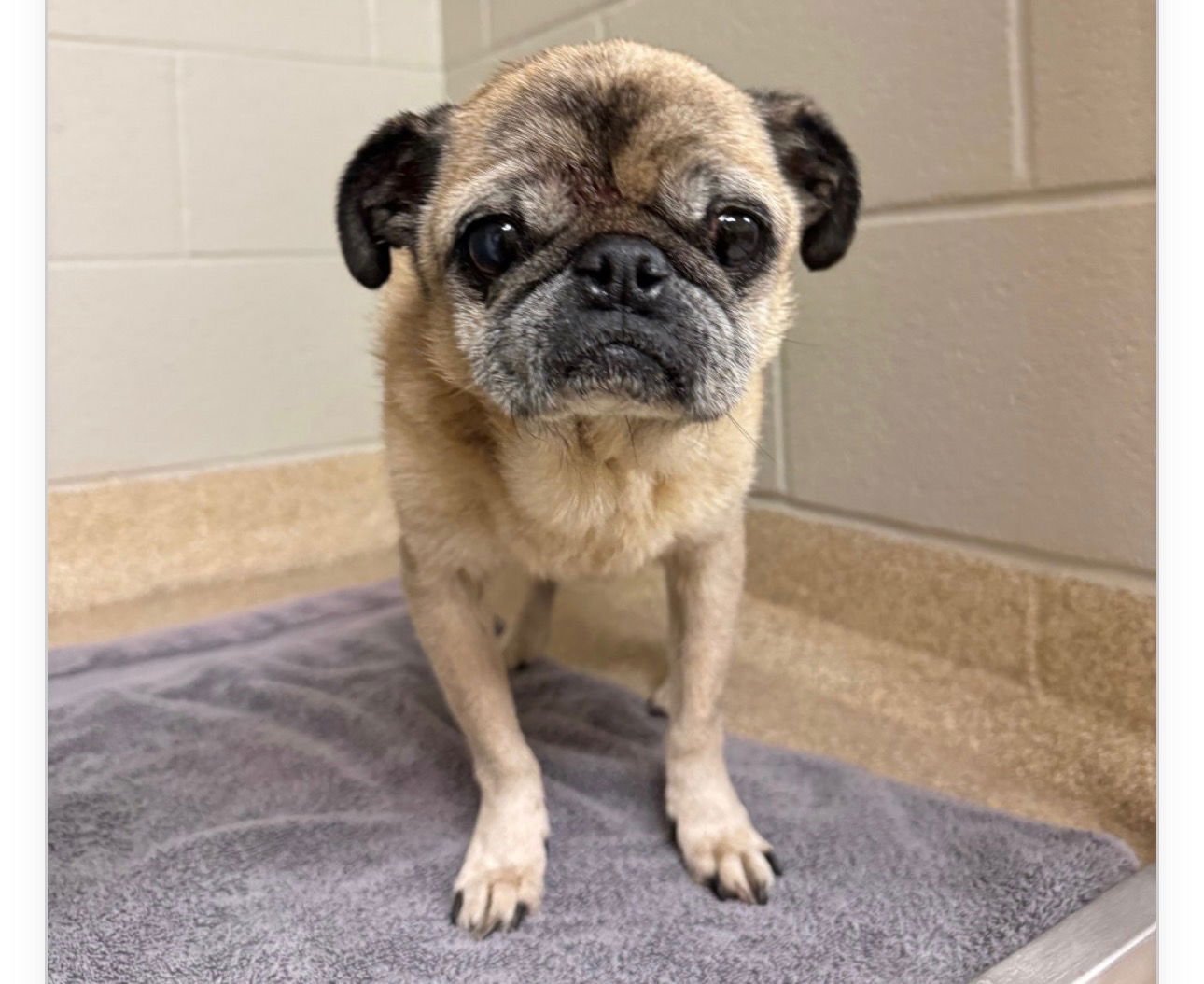 JOHNNY - Pug available for adoption