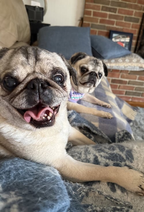 OLIVER - Pug available for adoption