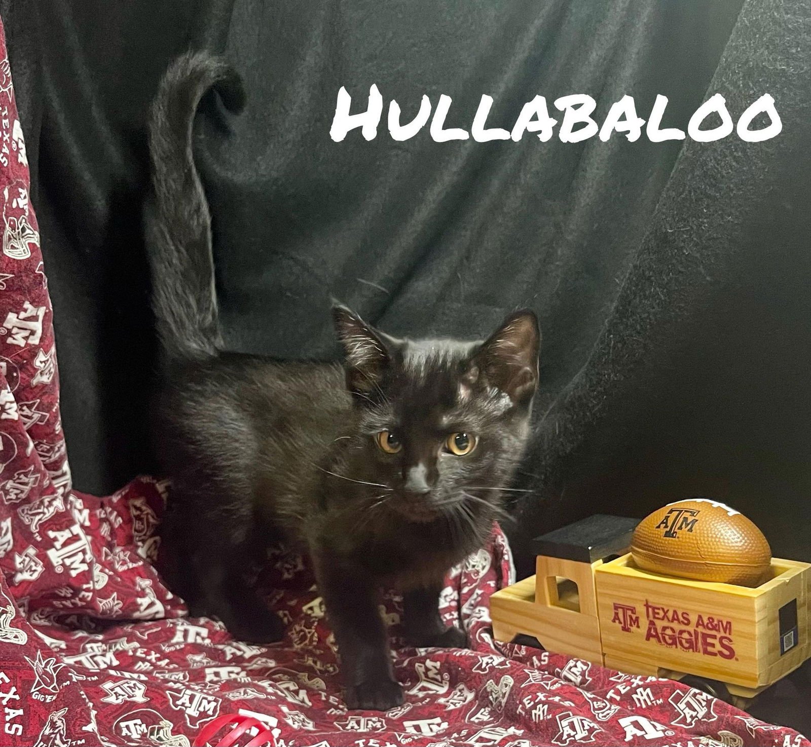 BALOO - Domestic Short Hair available for adoption