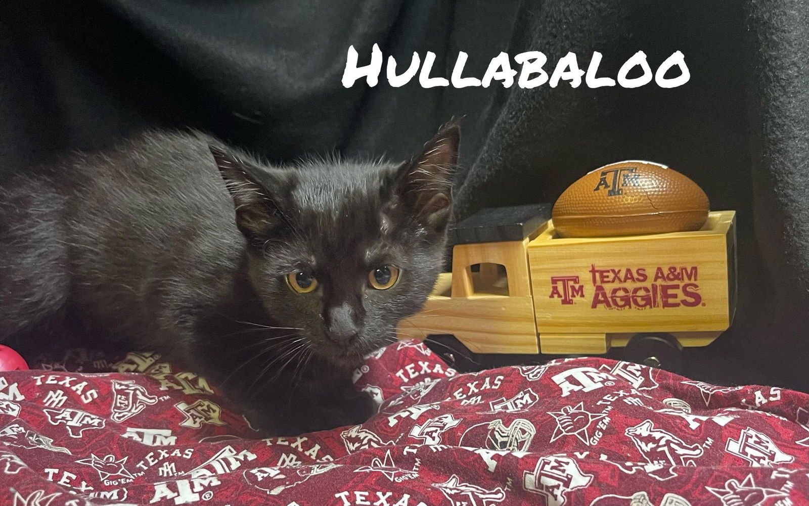 BALOO - Domestic Short Hair available for adoption