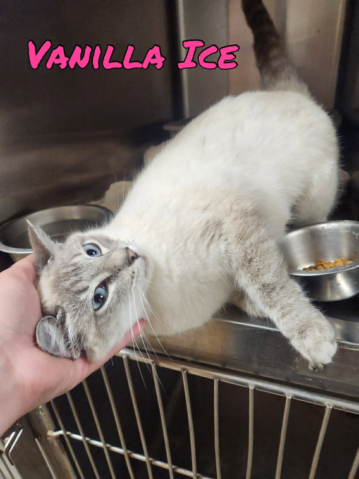 VANILLA ICE - Siamese available for adoption