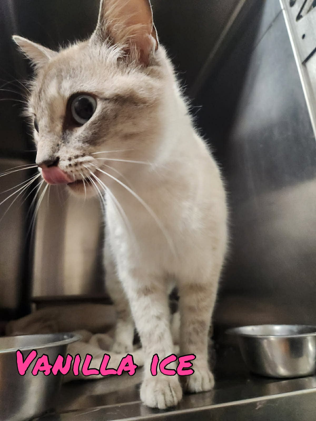 Vanilla Ice - Photo 3