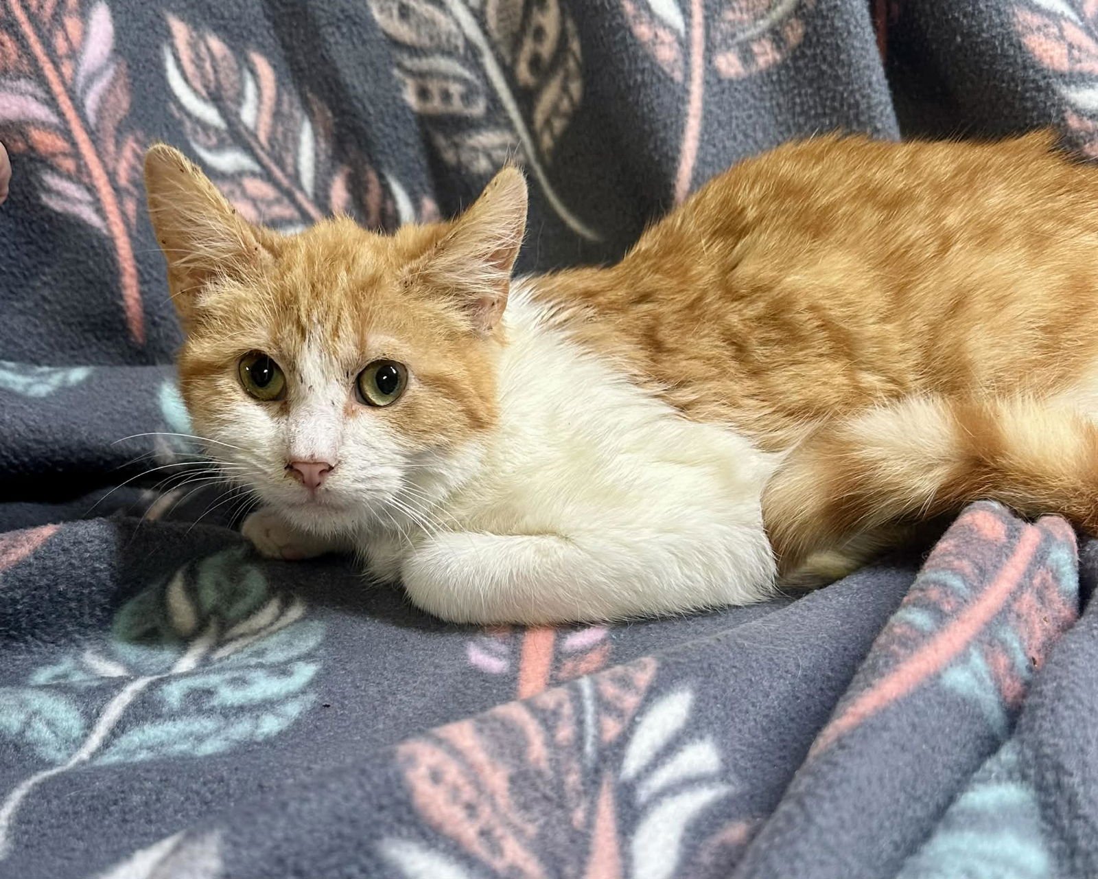 NACHO - Tabby / Domestic Short Hair available for adoption