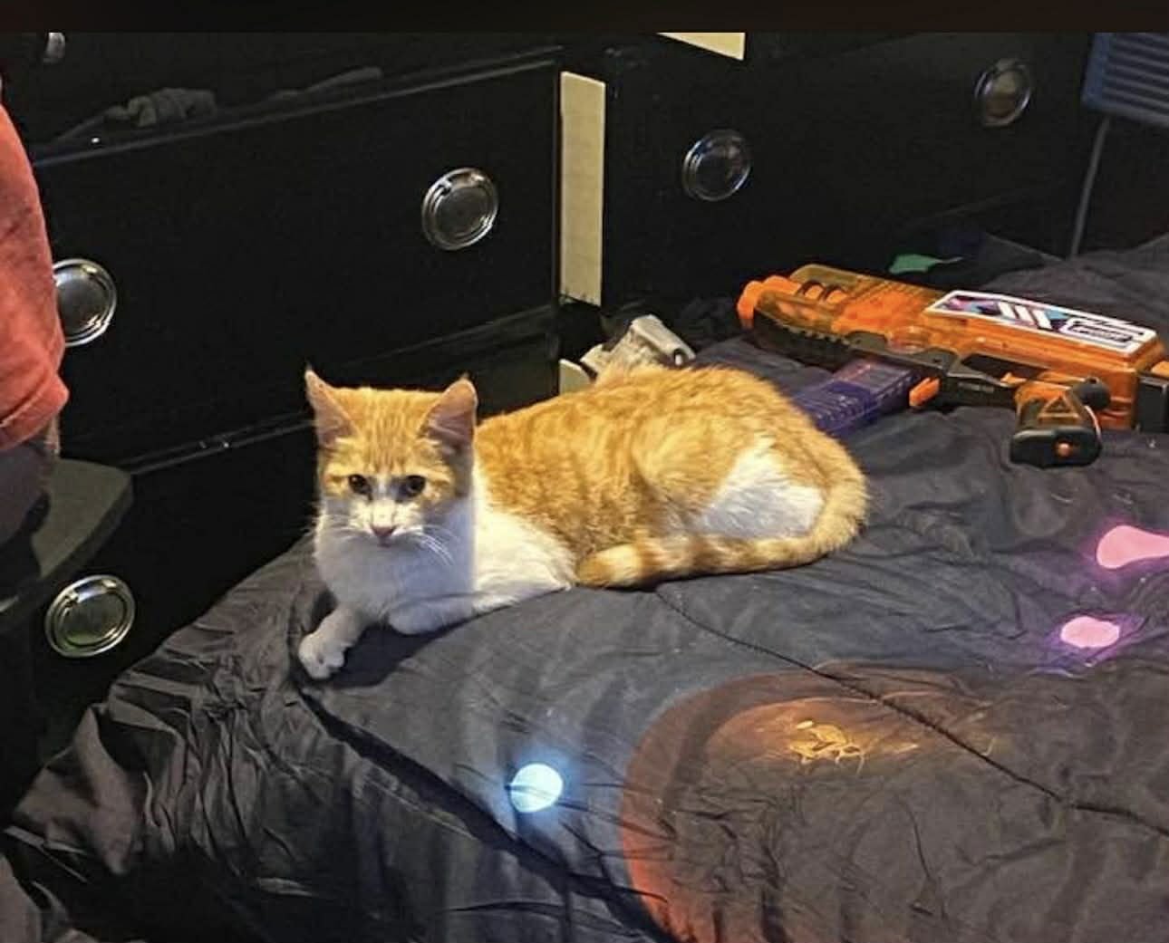 NACHO - Tabby / Domestic Short Hair available for adoption