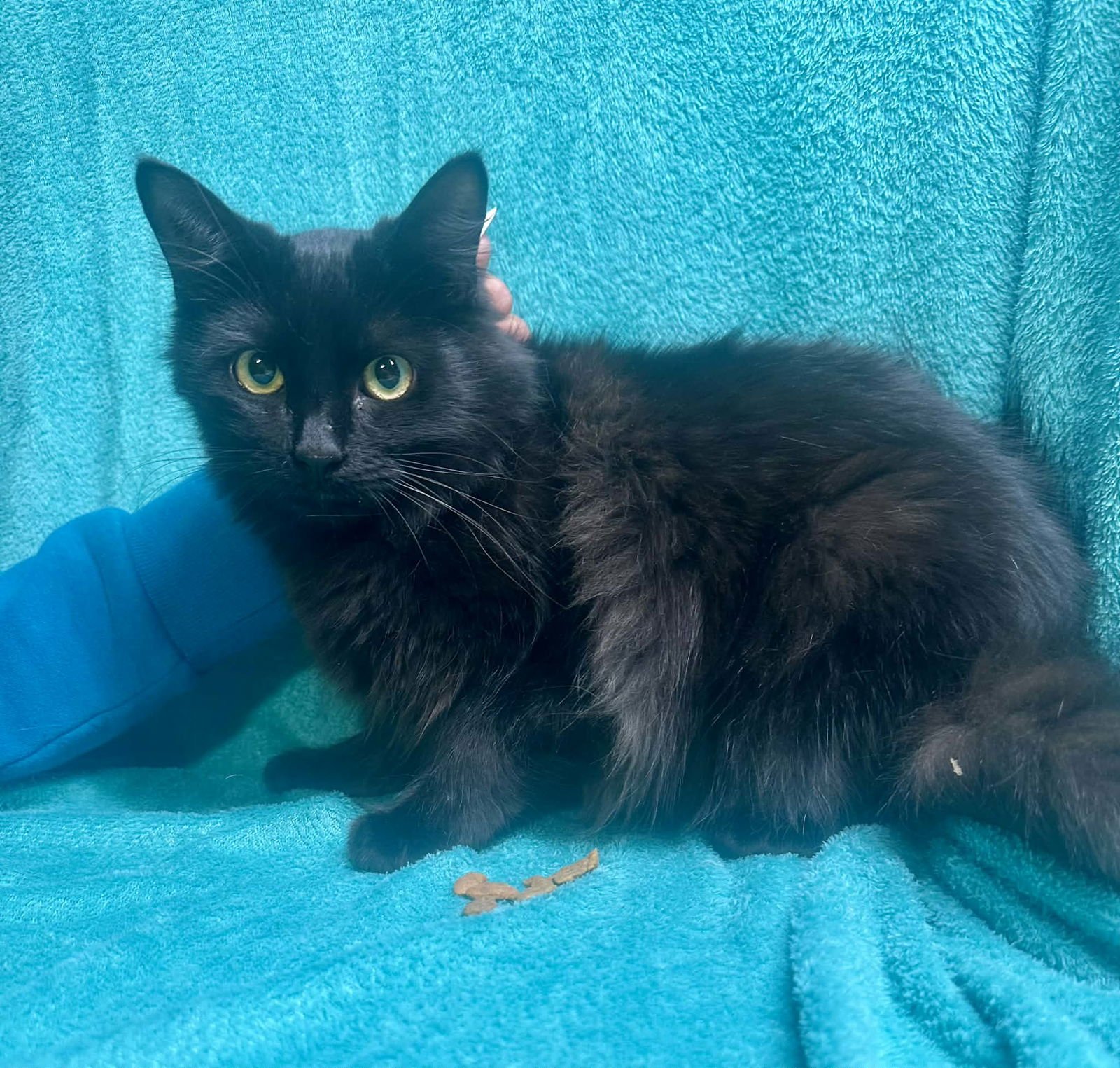 CHARLEY - Domestic Long Hair available for adoption