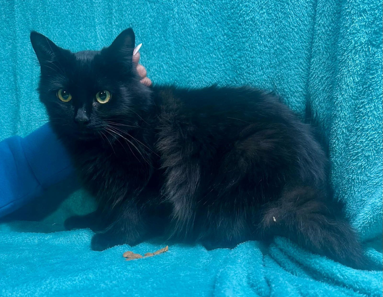 CHARLEY - Domestic Long Hair available for adoption