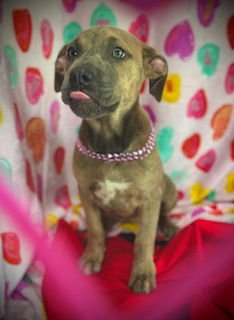 SMOOCH- PUPPY #4 (COPAC LITTER #2/ 2026) - Black Mouth Cur / Catahoula Leopard Dog available for adoption