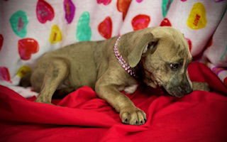 SMOOCH- PUPPY #4 (COPAC LITTER #2/ 2026) - Black Mouth Cur / Catahoula Leopard Dog available for adoption
