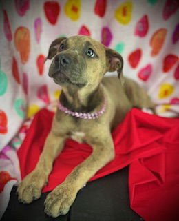 Smooch- Puppy #4 (CoPAC Litter #2/ 2026) - Photo 3