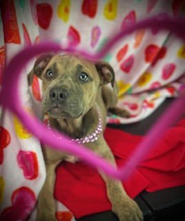 Smooch- Puppy #4 (CoPAC Litter #2/ 2026) - Photo 4