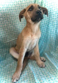 JACKIE O - Shepherd / Husky available for adoption