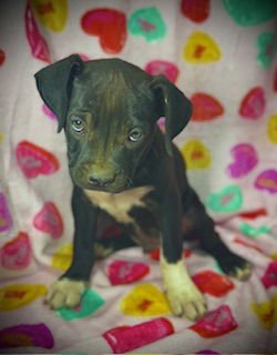 PERCIVAL (PERCY)- PUPPY #3 (OS LITTER #1/ 2026)