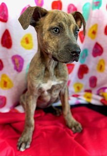 SWEETHEART- PUPPY #2 (COPAC LITTER #2/2026) - Black Mouth Cur / Catahoula Leopard Dog available for adoption