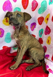 SWEETHEART- PUPPY #2 (COPAC LITTER #2/2026) - Black Mouth Cur / Catahoula Leopard Dog available for adoption