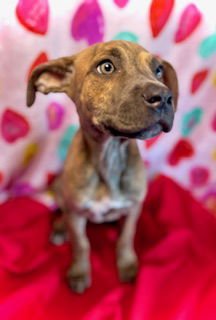 Sweetheart- Puppy #2 (CoPAC Litter #2/2026) - Photo 3