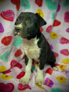 PRIMROSE (PRIM)- PUPPY #1 (OS LITTER #1/2026) - Bulldog / Labrador Retriever available for adoption
