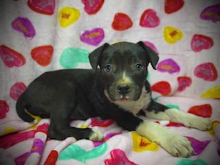 PRIMROSE (PRIM)- PUPPY #1 (OS LITTER #1/2026) - Bulldog / Labrador Retriever available for adoption