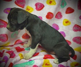 Primrose (Prim)- Puppy #1 (OS Litter #1/2026) - Photo 3