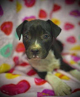 Primrose (Prim)- Puppy #1 (OS Litter #1/2026) - Photo 4