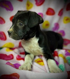 Primrose (Prim)- Puppy #1 (OS Litter #1/2026) - Photo 5