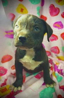 PRINCETON (PRINCE)- PUPPY #2 (OS #2/2026) - Bulldog / Labrador Retriever available for adoption