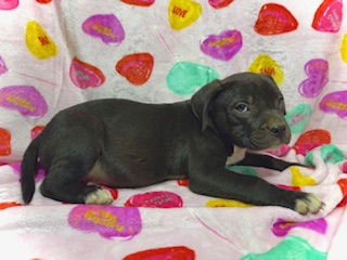 PRINCETON (PRINCE)- PUPPY #2 (OS #2/2026) - Bulldog / Labrador Retriever available for adoption
