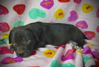 Princeton (Prince)- Puppy #2 (OS #2/2026) - Photo 3