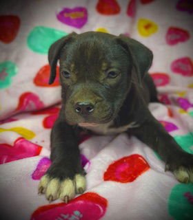 Princeton (Prince)- Puppy #2 (OS #2/2026) - Photo 4