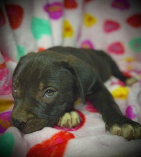 Princeton (Prince)- Puppy #2 (OS #2/2026) - Photo 5