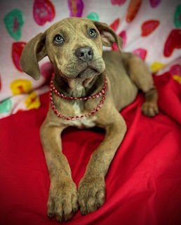 LOVE BUG- PUPPY #3 (COPAC LITTER #2/ 2026) - Black Mouth Cur / Catahoula Leopard Dog available for adoption