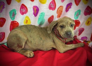 LOVE BUG- PUPPY #3 (COPAC LITTER #2/ 2026) - Black Mouth Cur / Catahoula Leopard Dog available for adoption