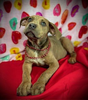 Love Bug- Puppy #3 (CoPAC Litter #2/ 2026) - Photo 4