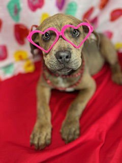 Love Bug- Puppy #3 (CoPAC Litter #2/ 2026) - Photo 5