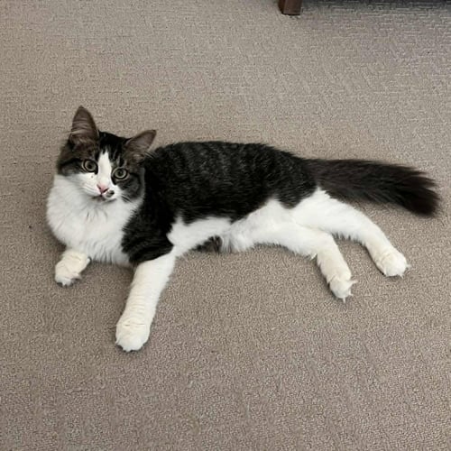 SEAGRAM - Domestic Medium Hair for adoption in Asheville