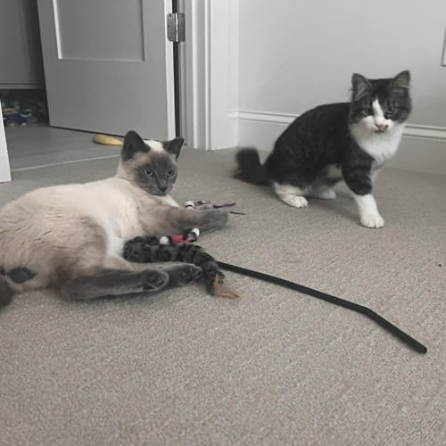 SEAGRAM - Domestic Medium Hair available for adoption