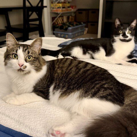 SEAGRAM - Domestic Medium Hair available for adoption