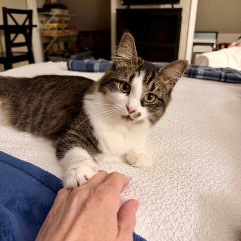 SEAGRAM - Domestic Medium Hair available for adoption