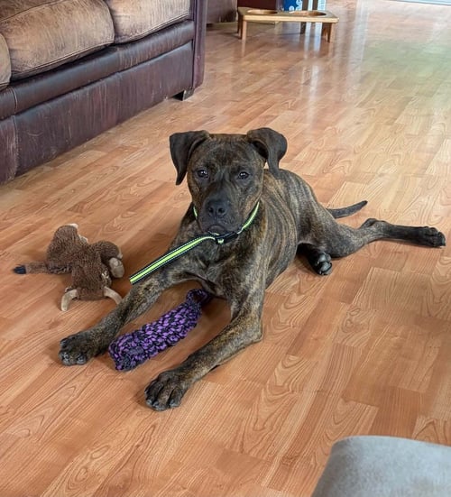 ARLO - Terrier available for adoption