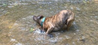 Arlo - Photo 3