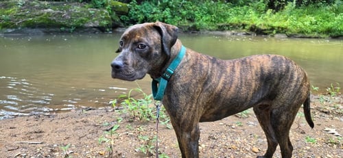 ARLO - Terrier available for adoption