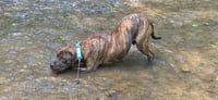 Arlo - Photo 4
