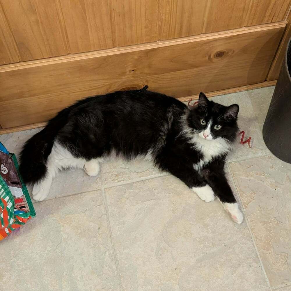 BO JAY - Domestic Medium Hair available for adoption