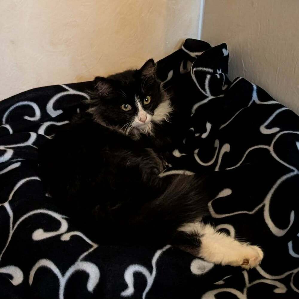 BO JAY - Domestic Medium Hair available for adoption